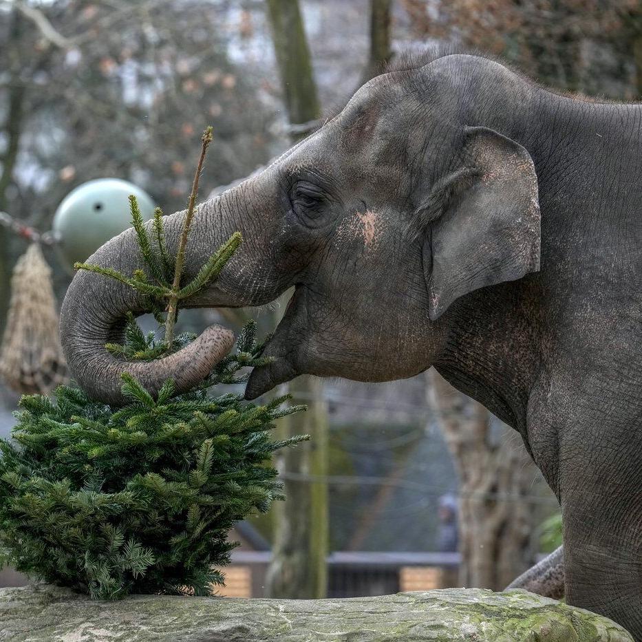 It's Christmas for the elephants as unsold trees are fed to the animals at Berlin Zoo